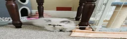 Persian cats for sale: Pedigree Persian exotic  - Advert 3