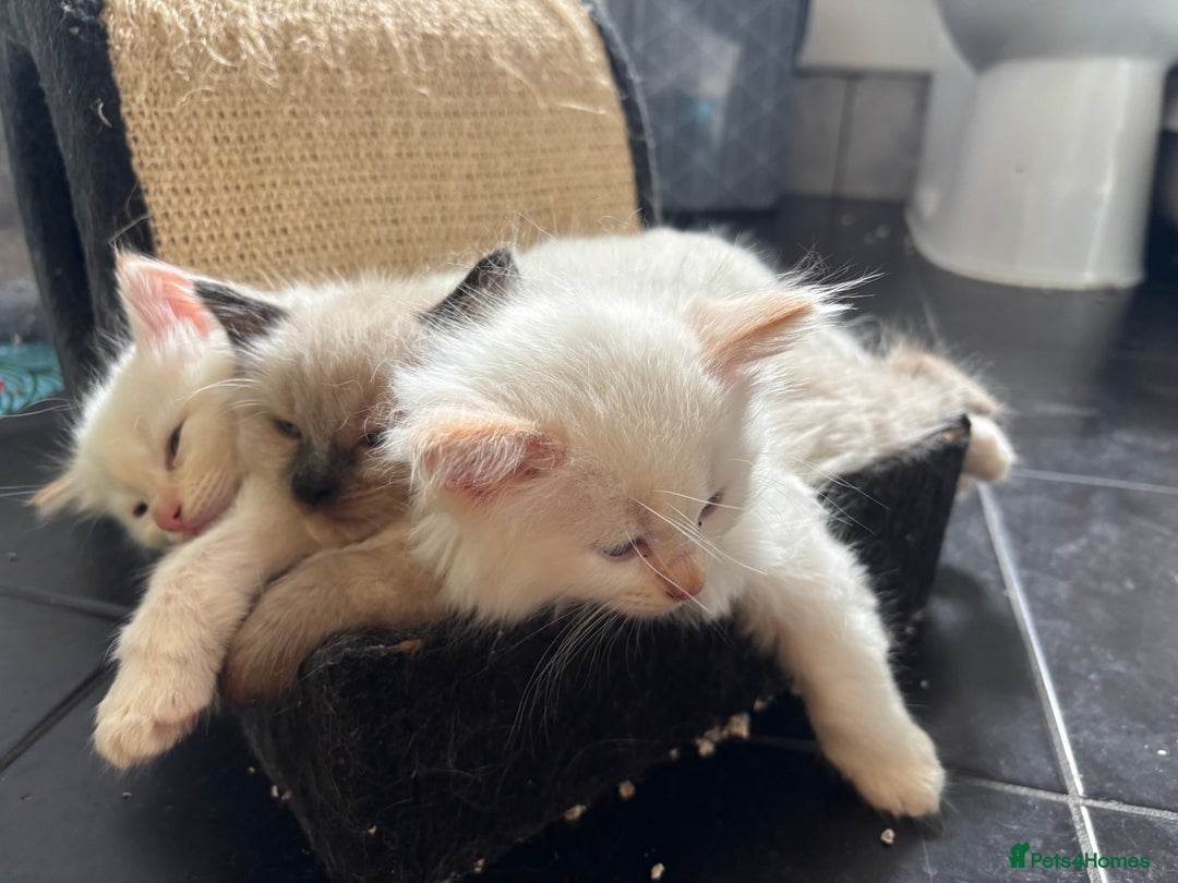 Ragamese cats for sale: Ragamese - Ragdoll x Siamese adorable kittens  - Image 19