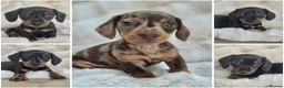 Miniature Dachshund dogs for sale: Last Girl & Boy - Miniature Dachshund Puppies - Advert 16