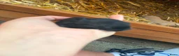 Mini Lion Lop rabbits for sale: Mini lion lops  - Advert 5