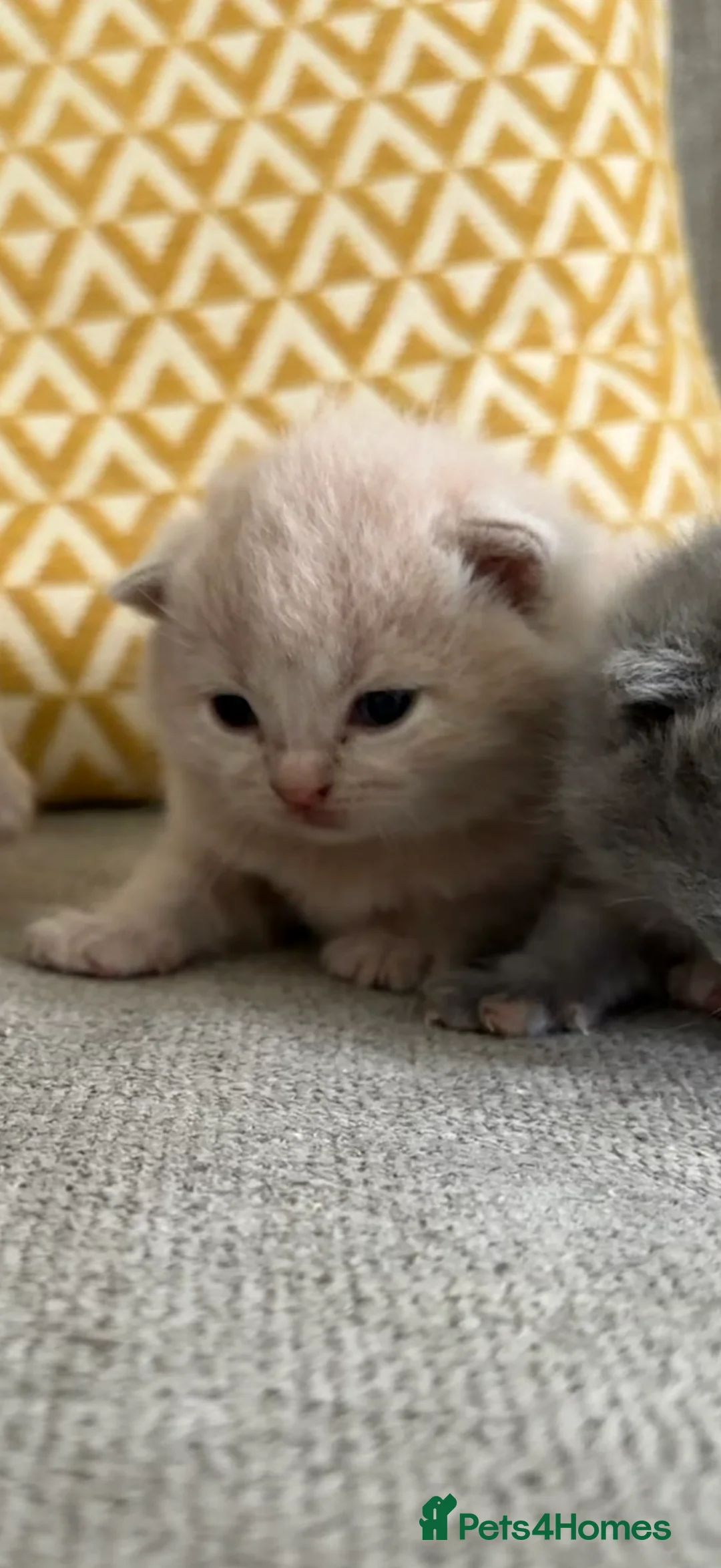 British Shorthair cats for sale: British shorthair kittens.  - Advert 2