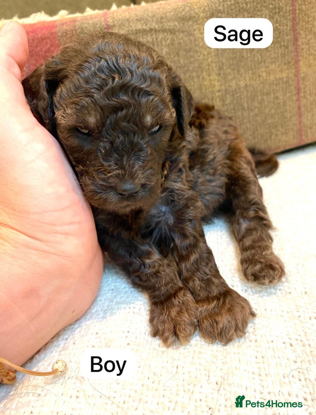 Mixed Breed dogs for sale: Gorgeous Cockapoo/Jackapoo Puppies - Image 2