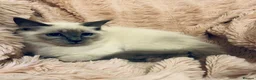 Ragdoll cats for sale: Degruchi Cattery has show quality kittens for sale in Petersfield - Advert 18