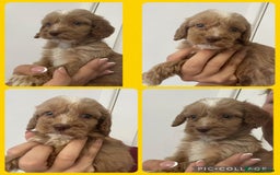 Cockapoo dogs for sale: STUNNING RED F1 COCKAPOO PUPPIES - Image 16