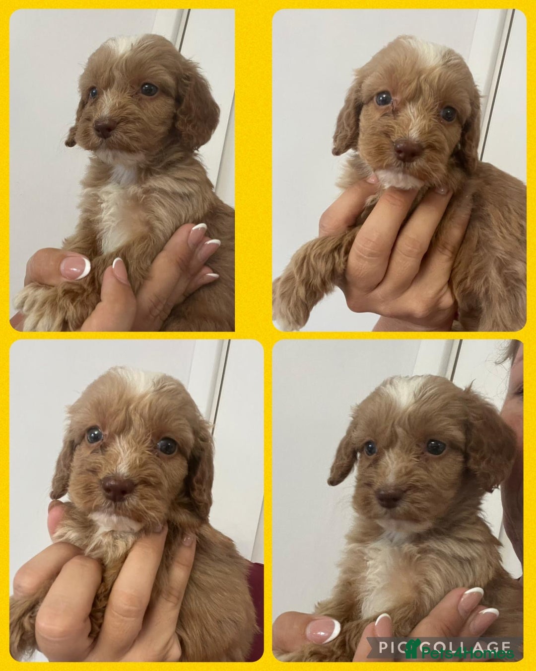 Cockapoo dogs for sale: STUNNING RED F1 COCKAPOO PUPPIES - Image 16