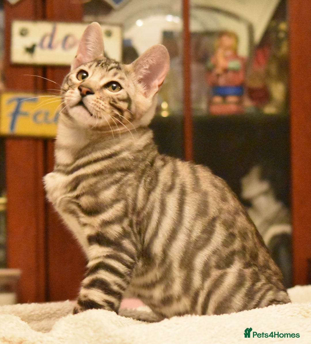 Toyger cats for sale: TWO STUNNING WILD LOOKING TOYGER CUBS - Advert 13