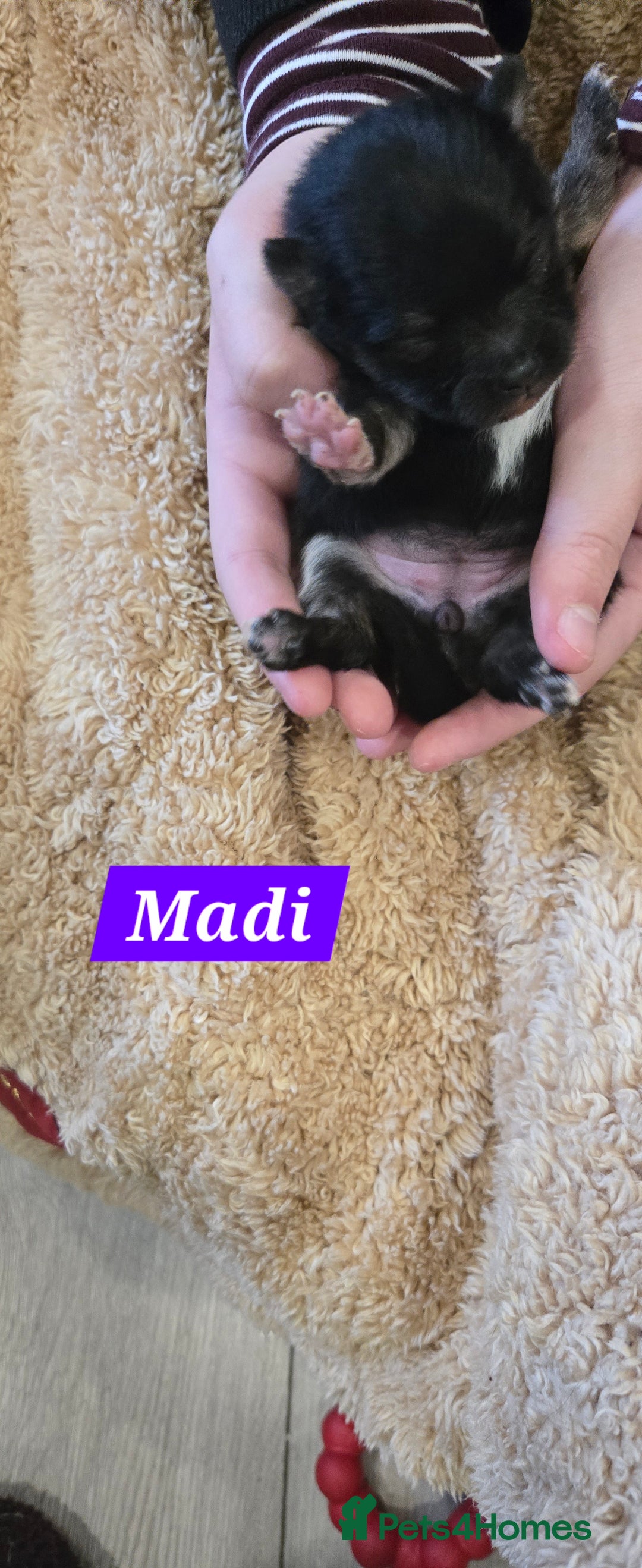 Pomeranian dogs for sale: Pretty Pomeranians  - Advert 19