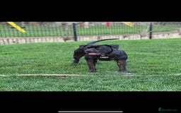 Mixed Breed dogs for stud: Cane Corso x Presa Canario for Stud - Image 1