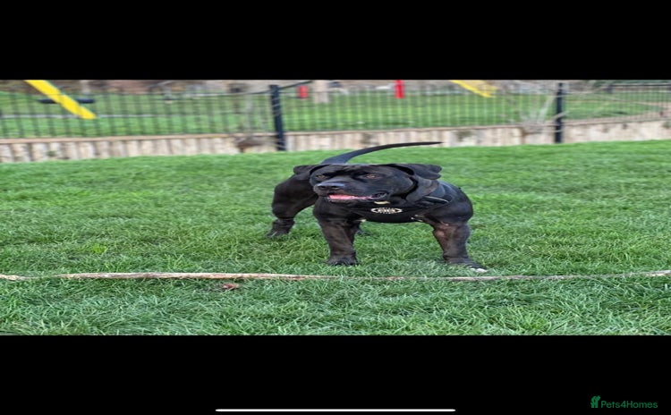 Mixed Breed dogs - Advert 1