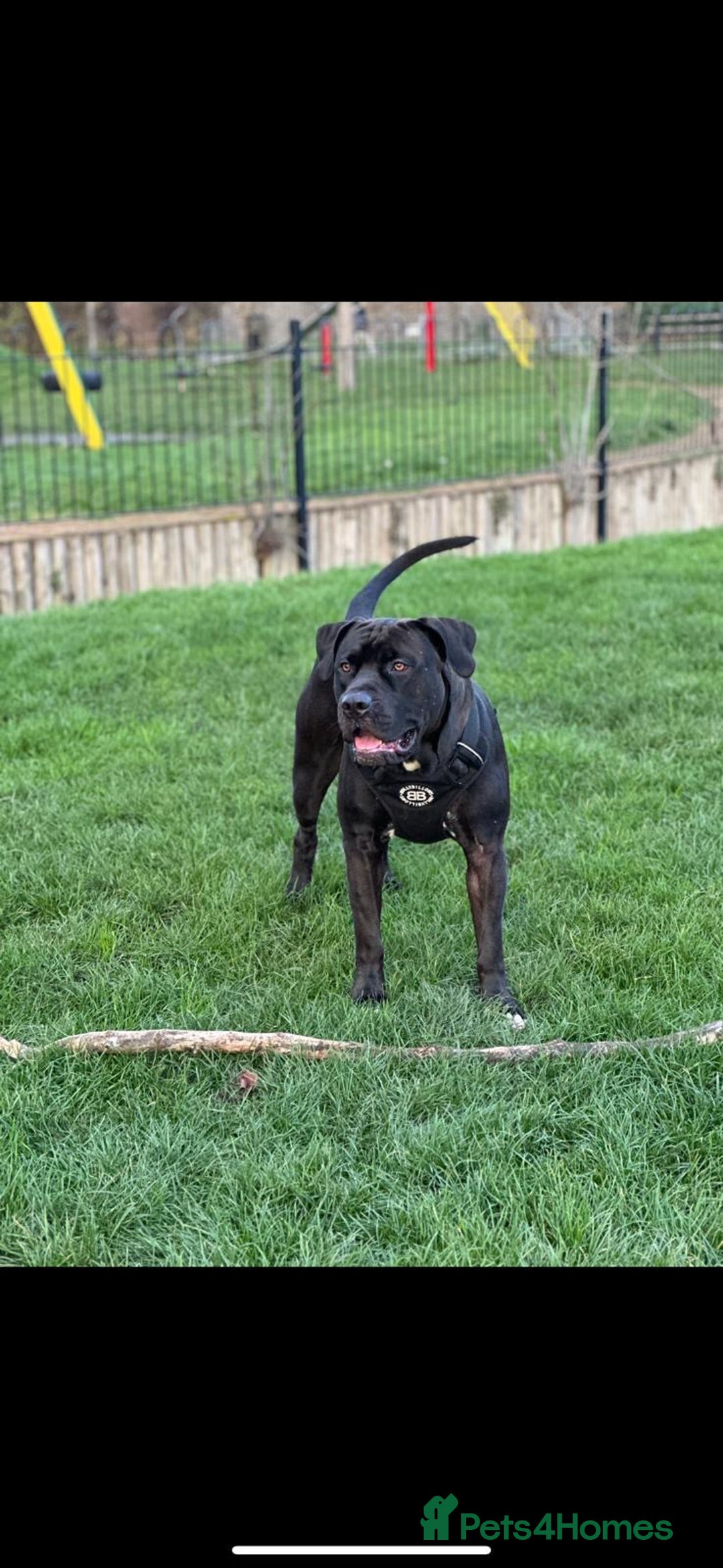Mixed Breed dogs for stud: Cane Corso x Presa Canario for Stud - Image 1