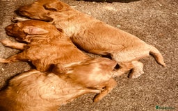 Miniature Poodle dogs for sale: Beautiful red miniature poodles  - Image 2