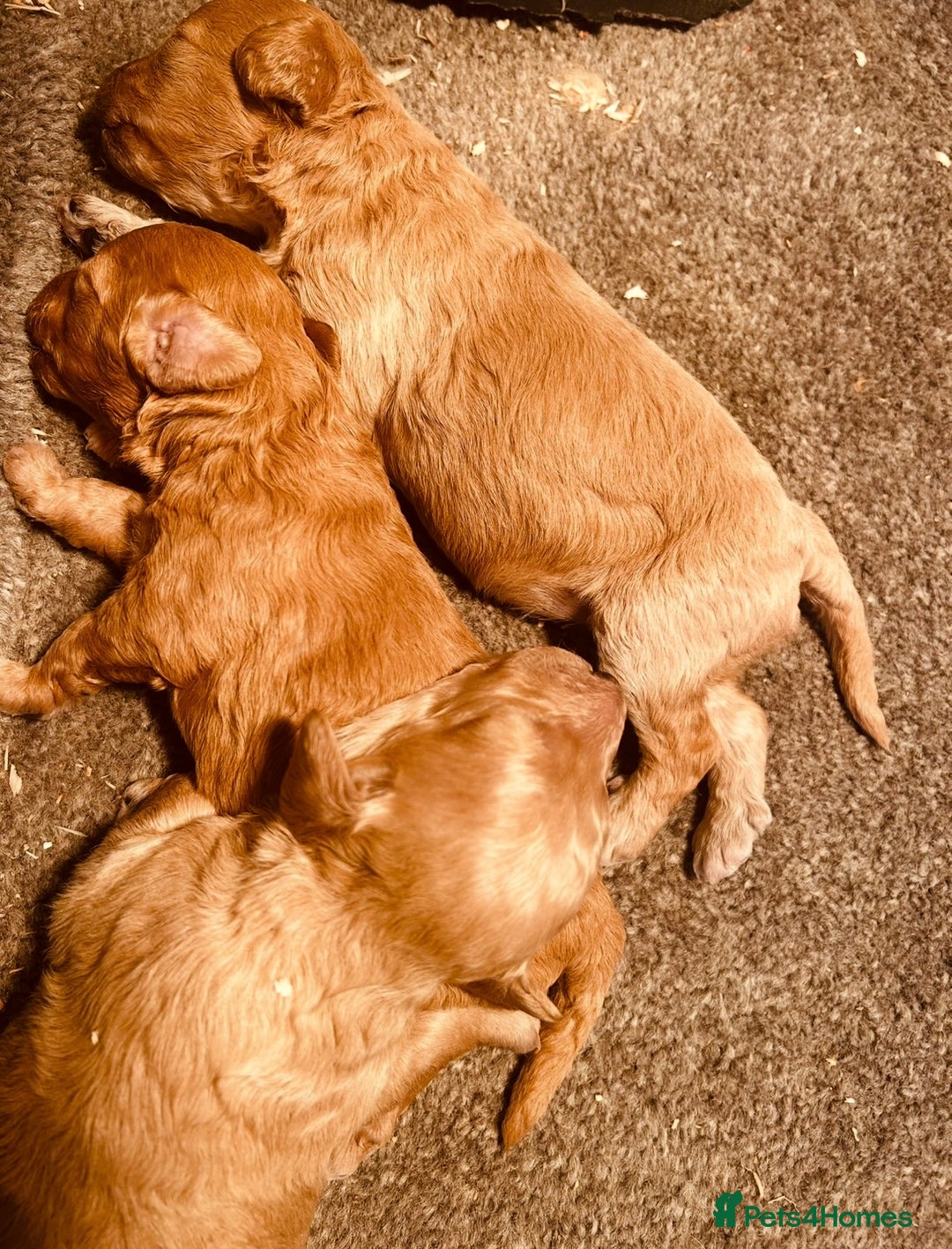 Miniature Poodle dogs for sale: Beautiful red miniature poodles  - Image 2