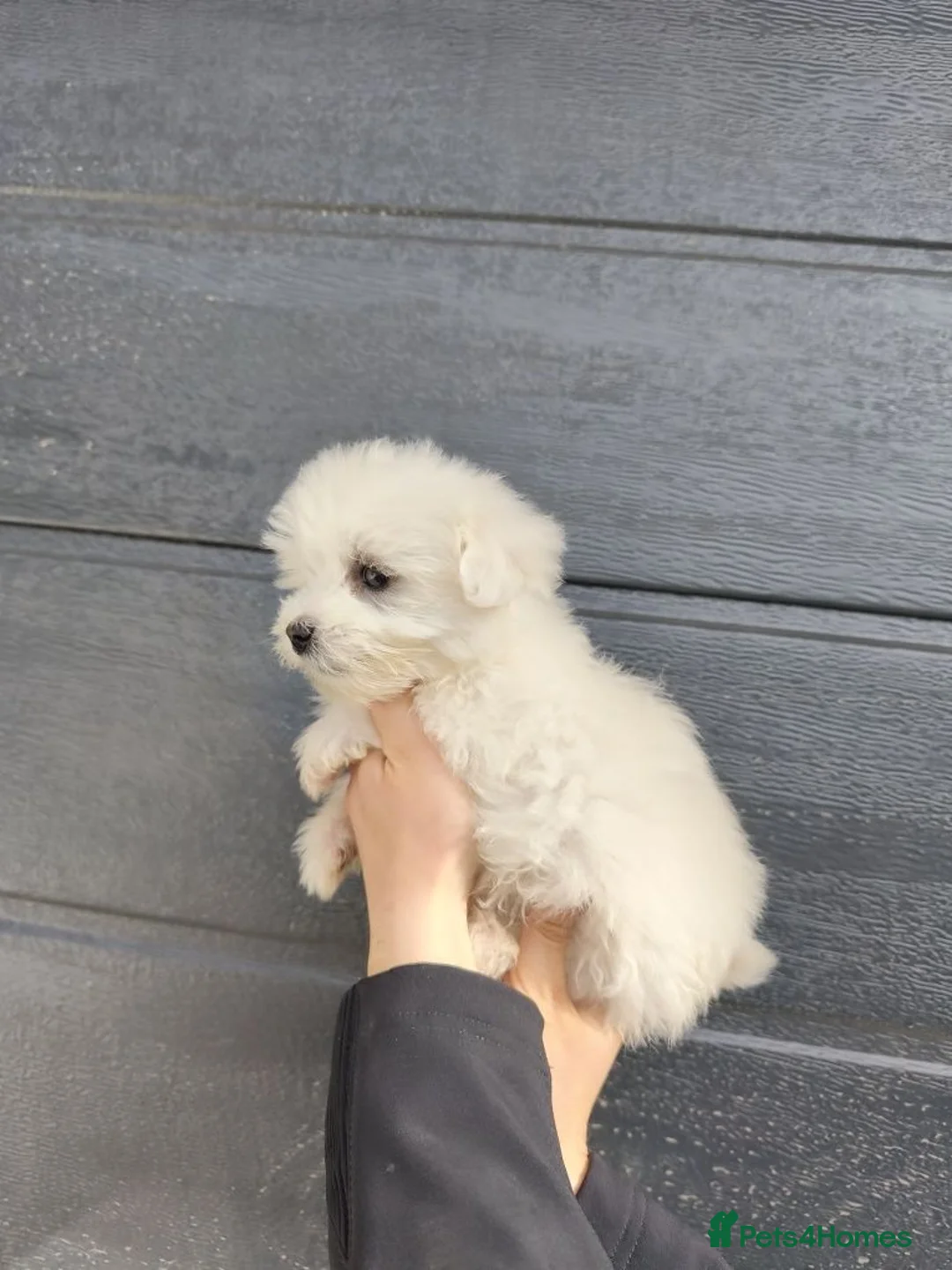 Maltipoo dogs for sale: Maltipoo puppy's  - Advert 5