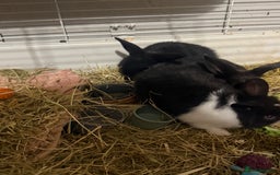 Mini Lion Lop rabbits for sale: lionlop baby bunny’s  - Image 13