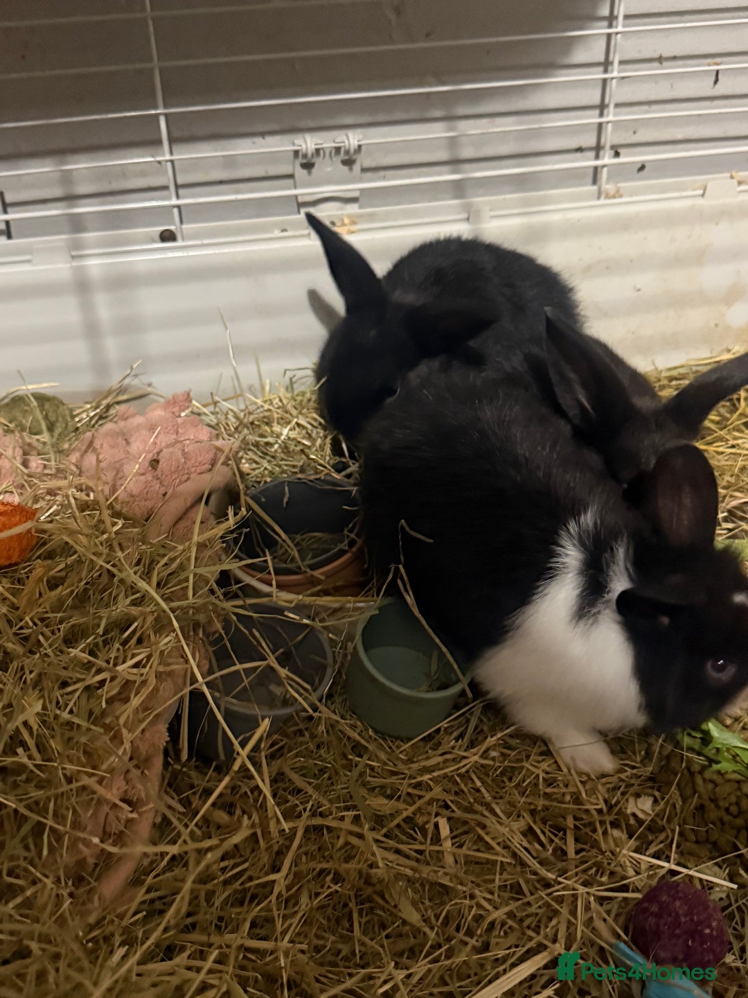 Mini Lion Lop rabbits for sale: lionlop baby bunny’s  - Image 13