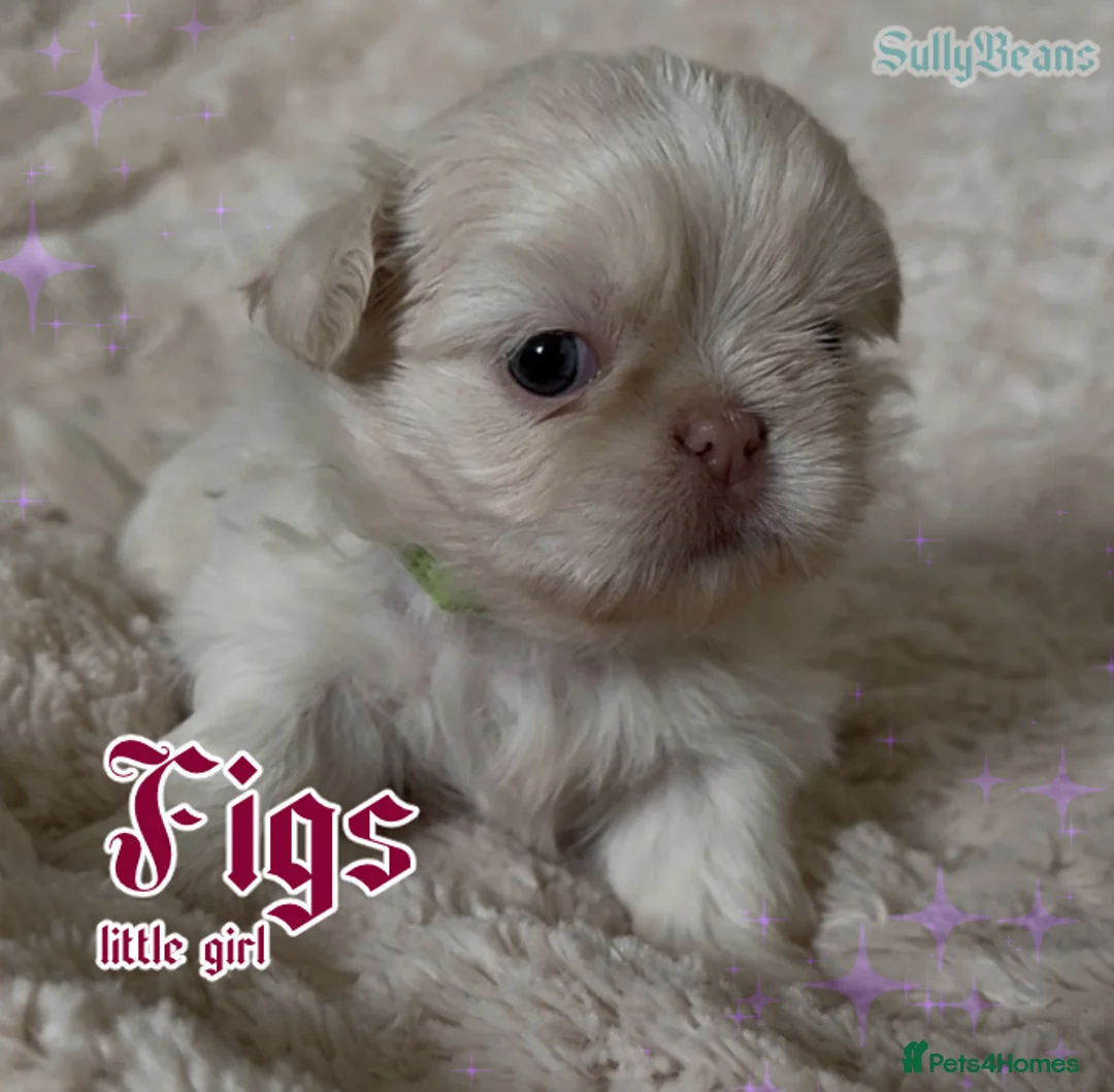 Shih Tzu dogs for sale: Absolutely Gorgeous Shih tzu pups. 3 boys - Advert 2