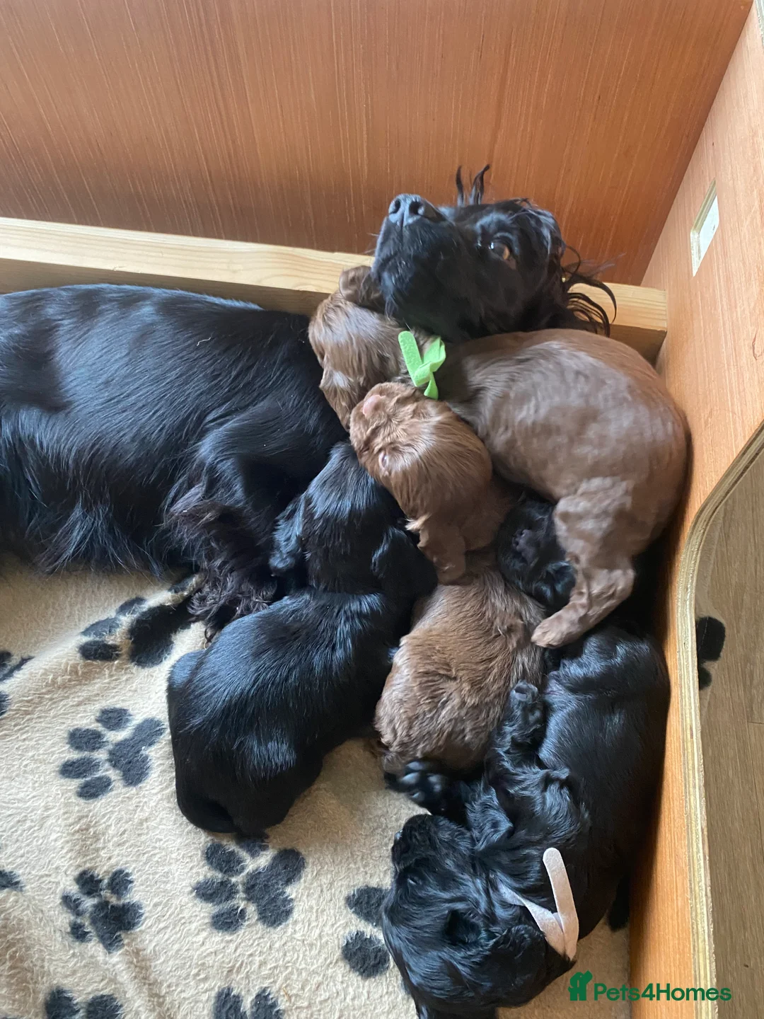 Cocker Spaniel dogs for sale: Beautiful boys  - Advert 4