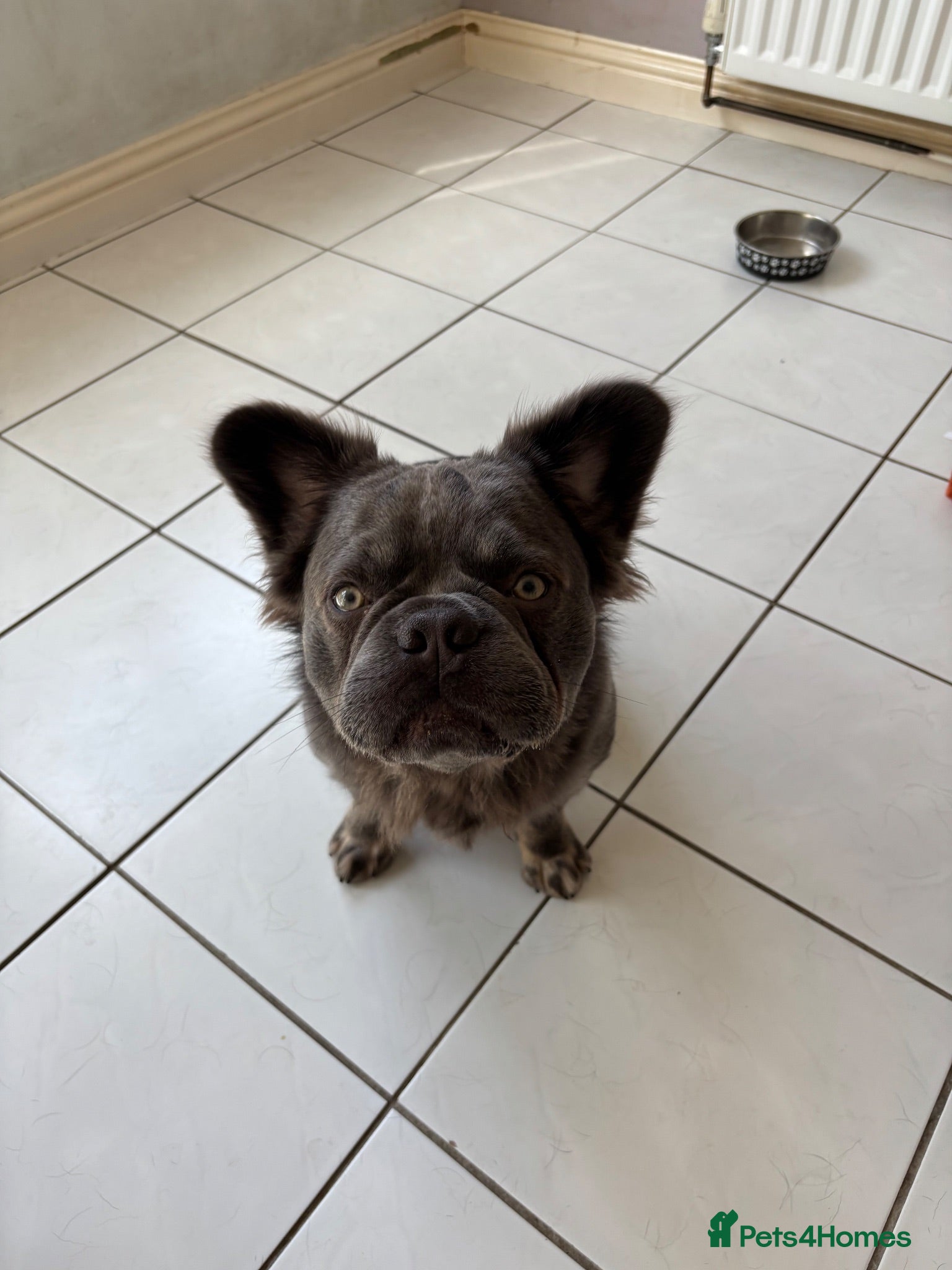 French Bulldog dogs Fluffy lical frenchie - Advert 1