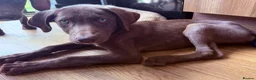 Mixed Breed dogs for sale:  ❤️Last 2! HUSKY SHEPHERD X WEIMARANER BOYS READY - Advert 21