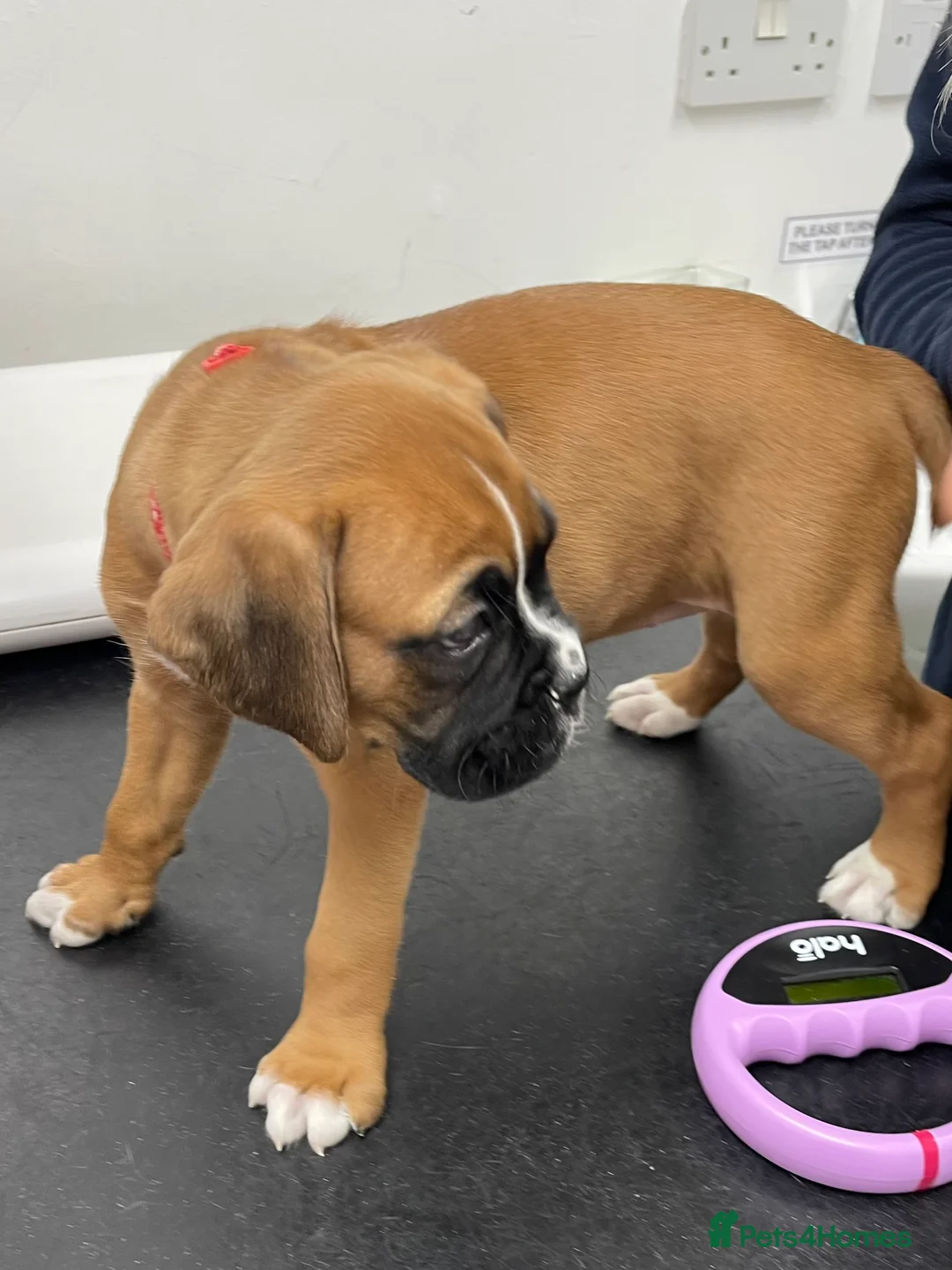 Boxer dogs for sale:  Stunning KC reg bobtailed boxers *1 girl left* - Advert 41