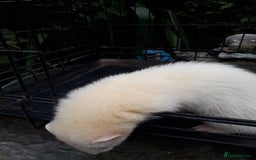 Ferret rodents for sale: Albino kits  - Image 3