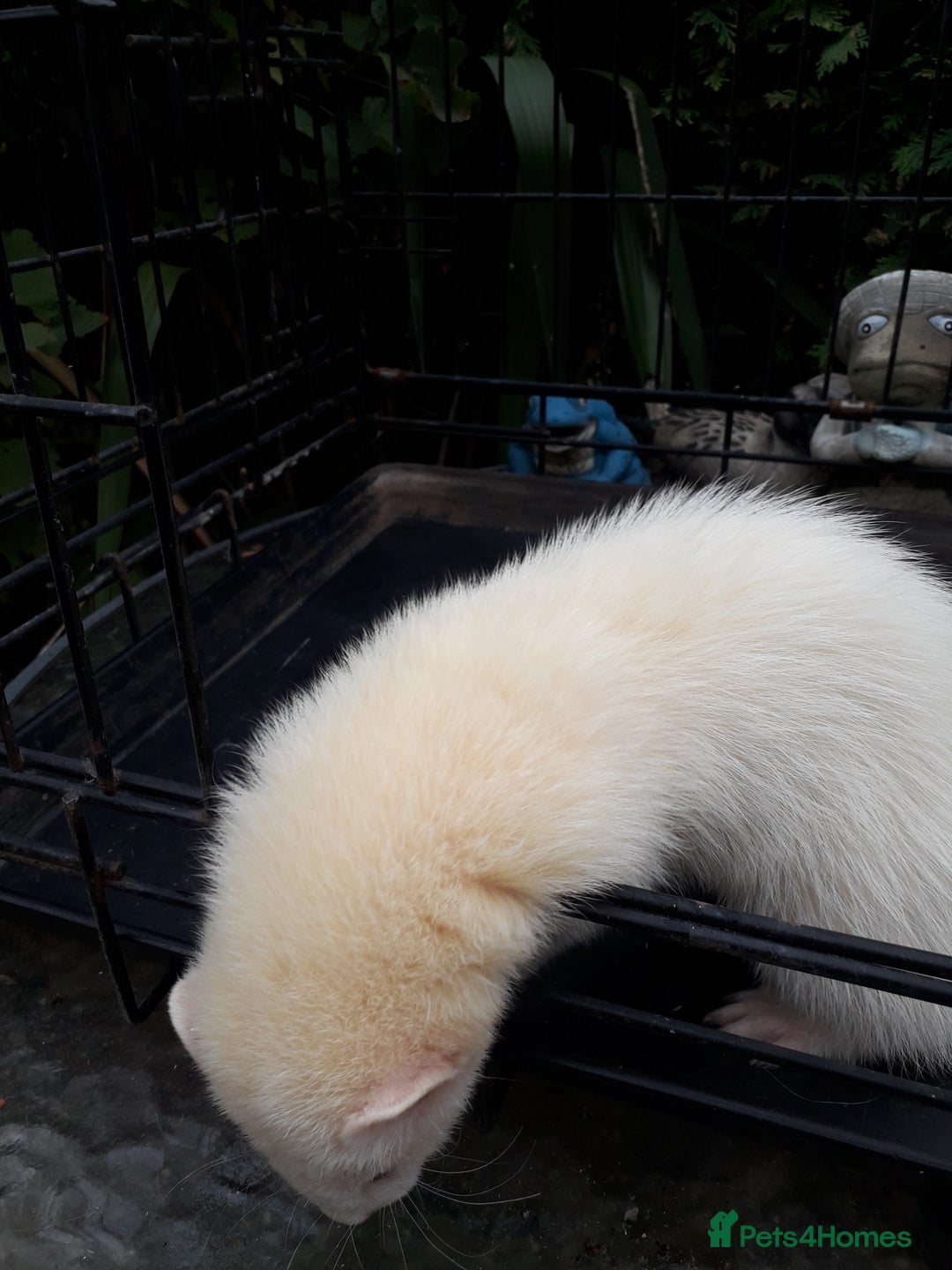 Ferret rodents for sale: Albino kits  - Image 3