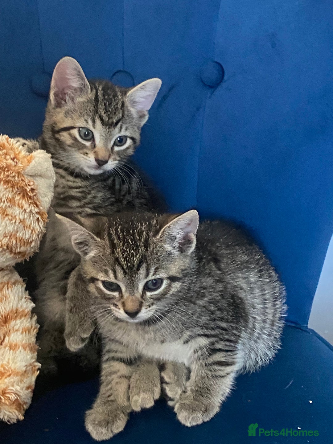 Bengal cats for sale: Bengal cross Russian blue kitten  - Image 5