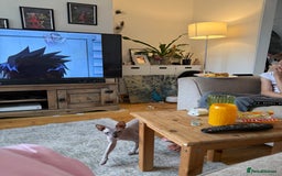 Sphynx cats for sale: Tuco loving shpynx boy  - Image 7