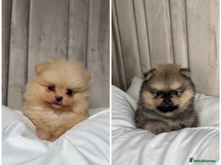 Pomeranian dogs 3 TEDDY KC POMERANIANS LEFT 🐶 - Advert 15