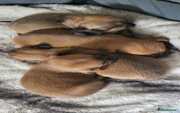 Mixed Breed dogs for sale: Beautiful puppy's 2 girls 2 boys - Image 9