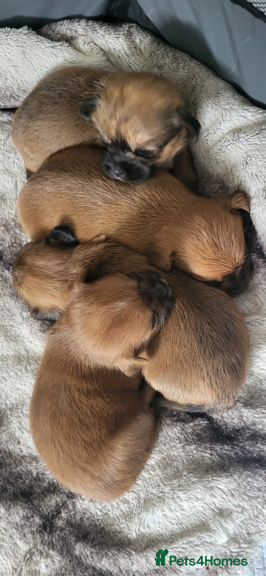 Mixed Breed dogs for sale: Beautiful puppy's 2 girls 2 boys - Image 9