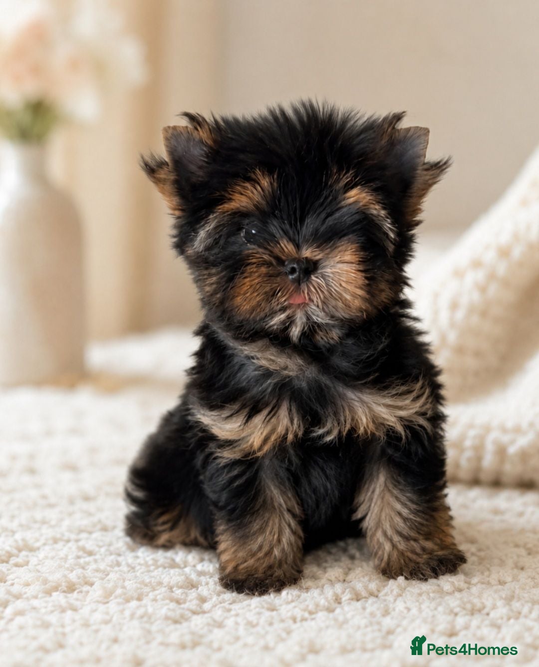 Yorkshire Terrier dogs 2 Beautiful Yorkshire Terrier Boys – Ready Now 💙 - Advert 2