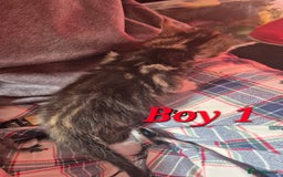 Mixed Breed cats for sale: Gorgeous Tabby x Tuxedo male kitten  - Image 10