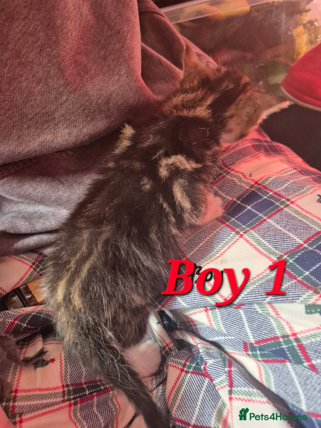 Mixed Breed cats for sale: Gorgeous Tabby x Tuxedo male kitten  - Image 10