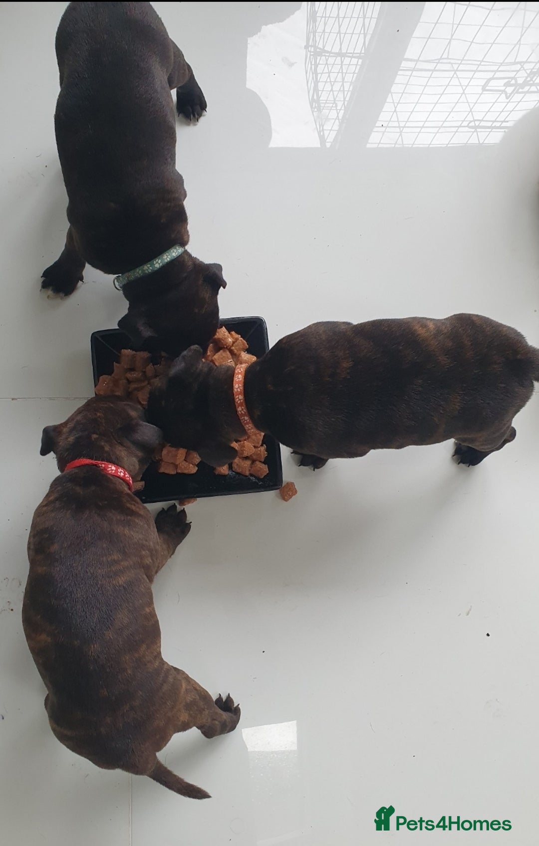 Staffordshire Bull Terrier dogs for sale: Champion Bloodline KC registered staffy puppies🐶  in Manchester - Image 3