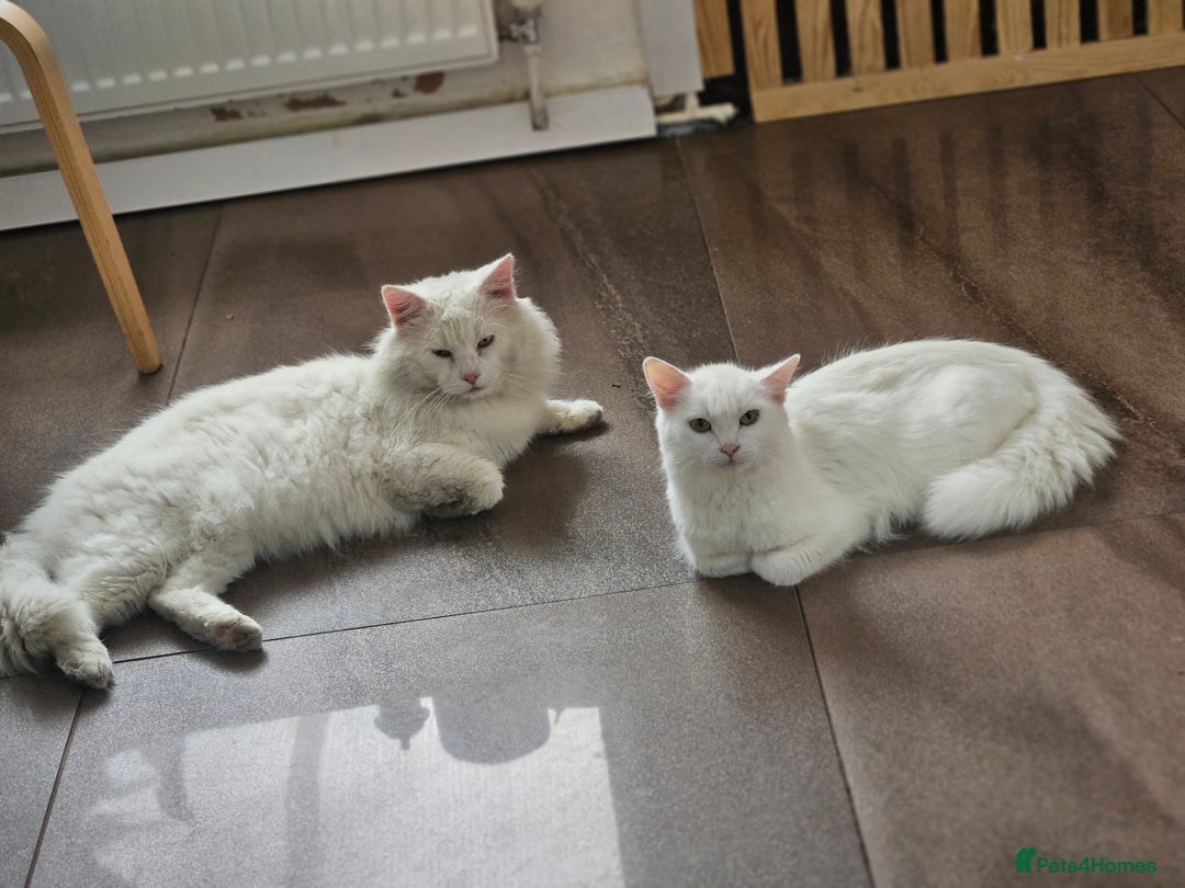 Turkish Angora cats for sale: Turkish Angora kittens - Image 9