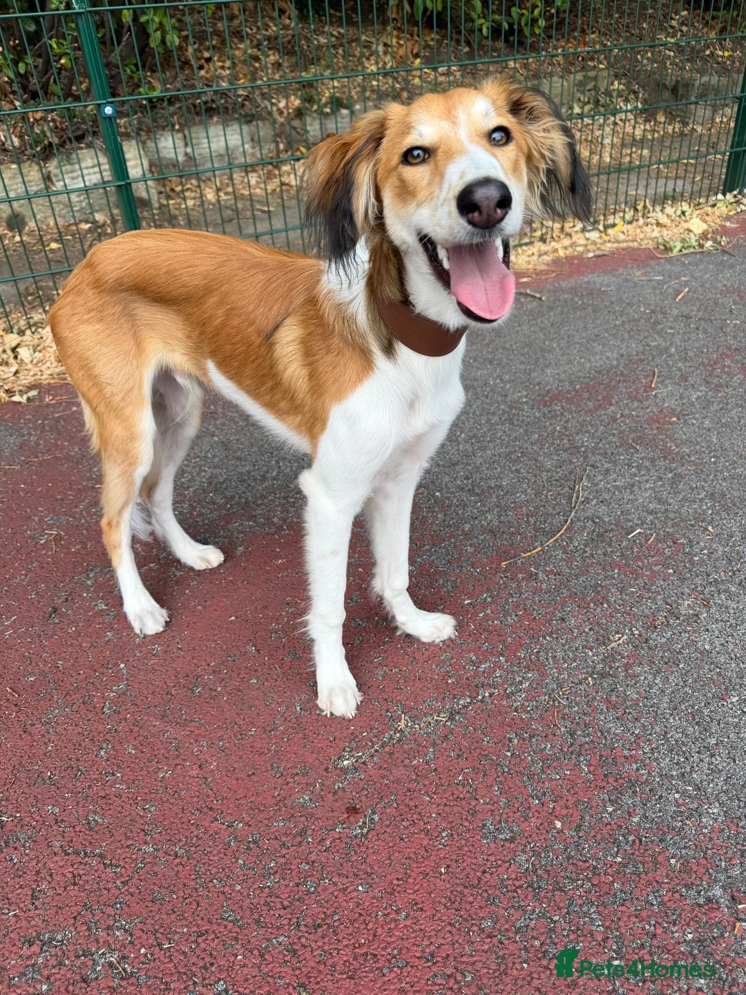 Mixed Breed dogs for sale: 7 month old Saluki X greyhound  - Advert 5