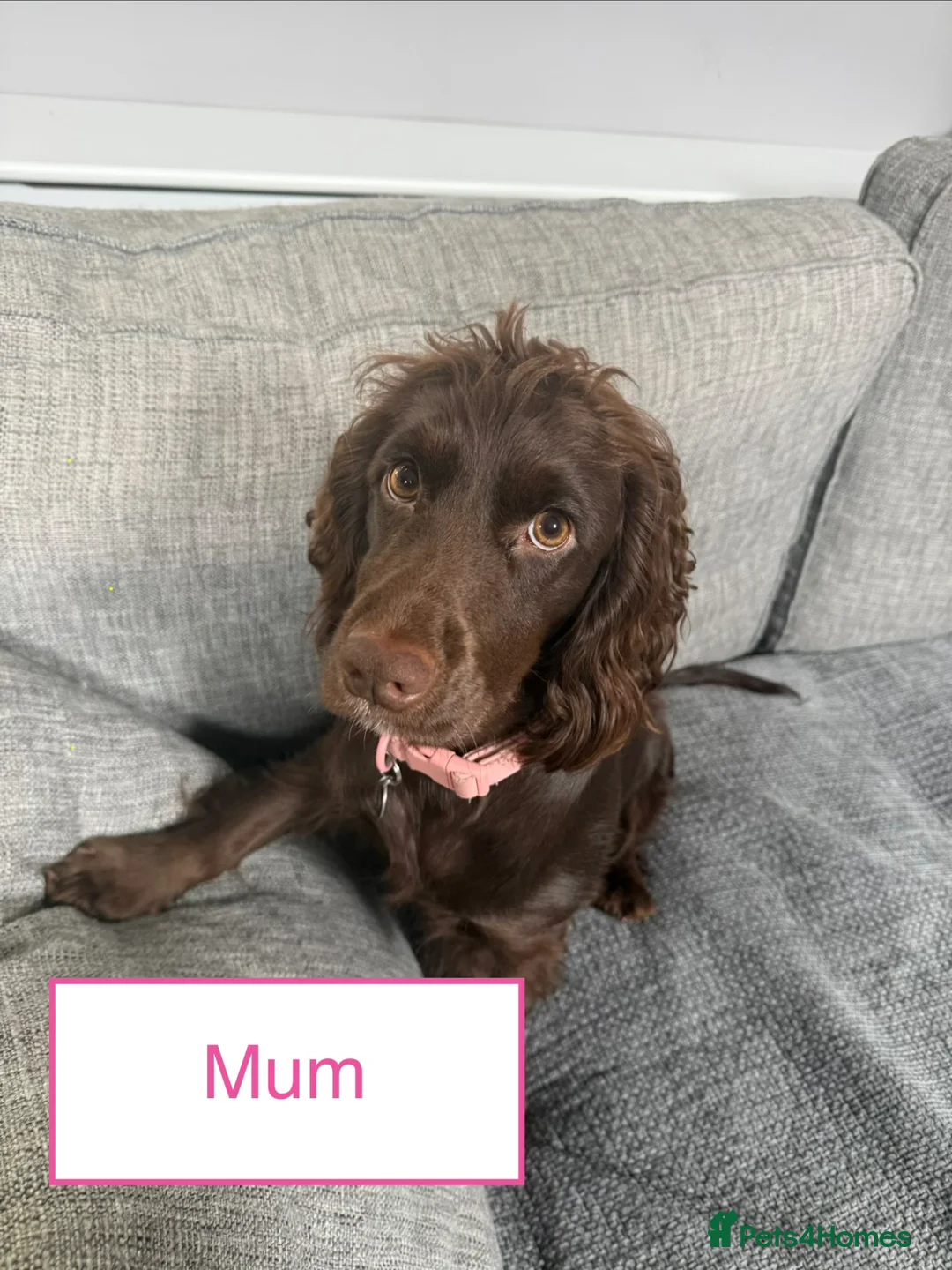 Cocker Spaniel dogs for sale: 3 girl cocker spaniel pups in Downpatrick - Advert 9