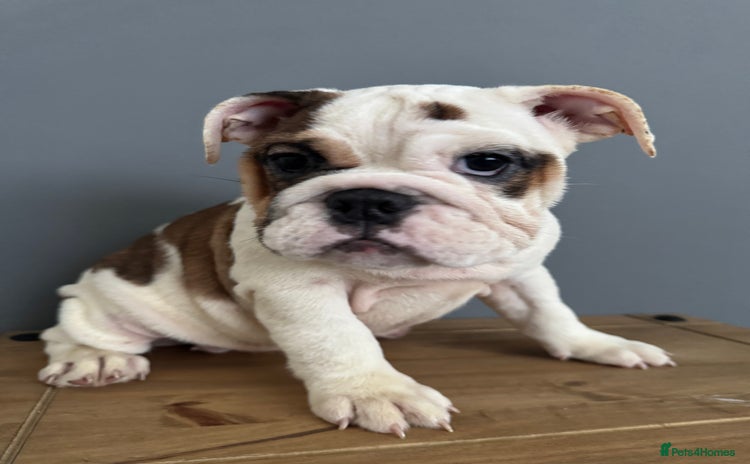English Bulldog dogs - Advert 4