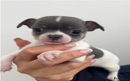 Chihuahua dogs for sale: 🐾LAST  BLUE PARTI CHIHUAHUA GIRL🐾 - Image 9