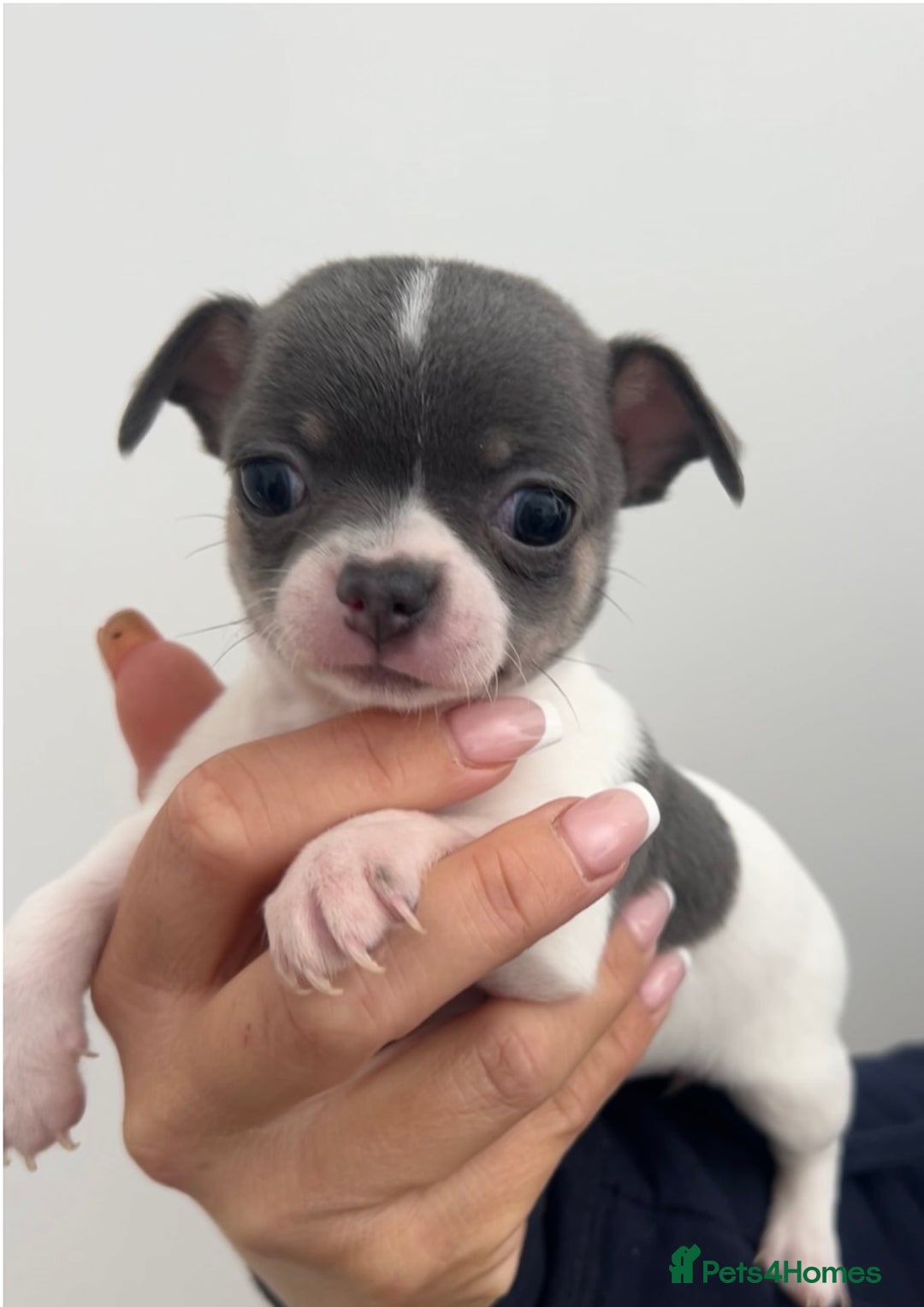 Chihuahua dogs for sale: 🐾LAST  BLUE PARTI CHIHUAHUA GIRL🐾 - Image 9