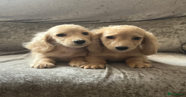 Dachshund dogs - Advert 5