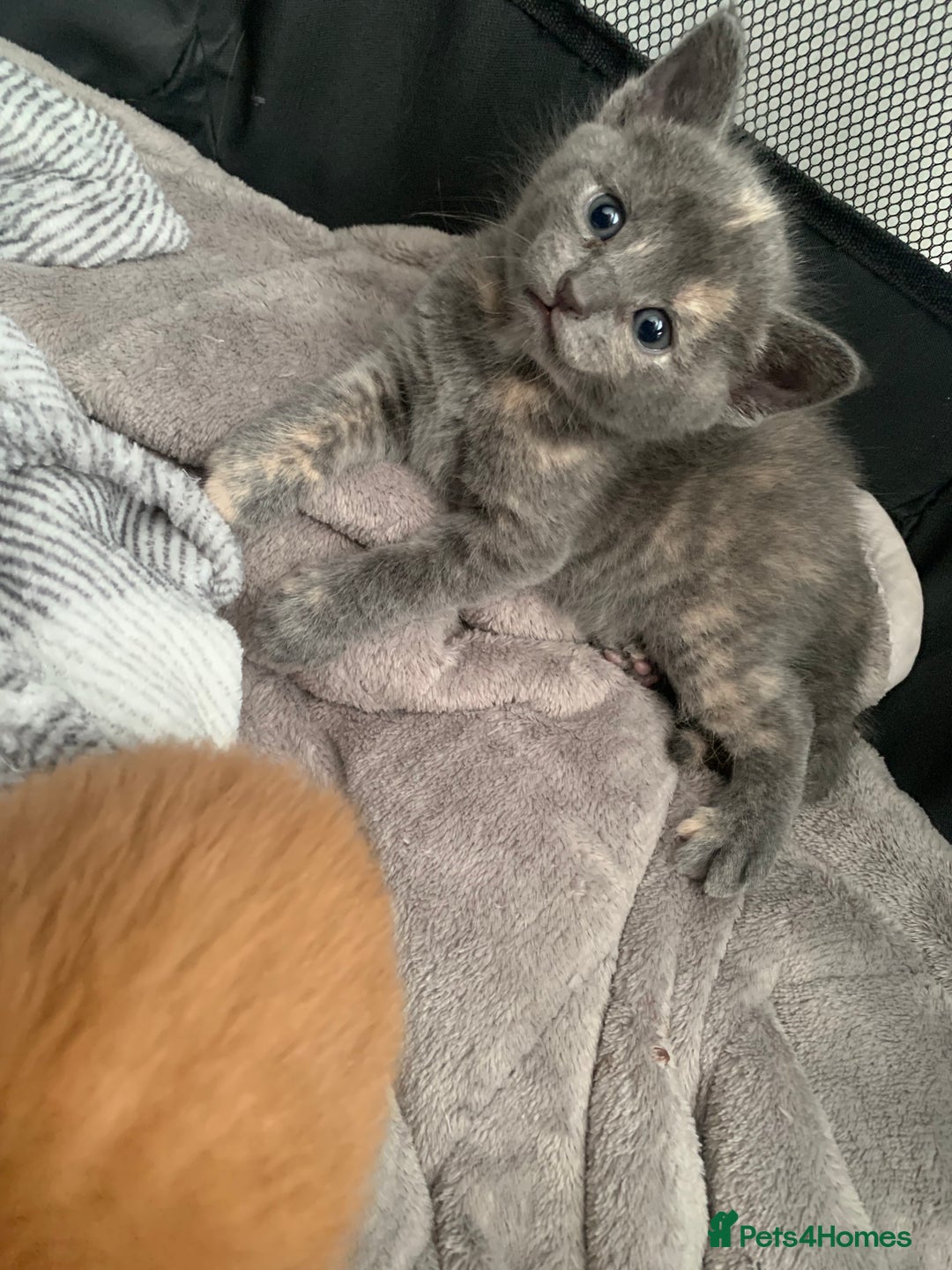 Mixed Breed cats for sale: 5 beautiful mixed British short hair  ✨ - Image 21