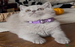 British Shorthair cats for sale: Beautiful Lilac BSH champion Line kittens - Image 20
