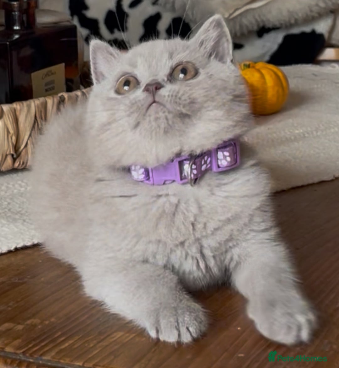 British Shorthair cats for sale: Beautiful Lilac BSH champion Line kittens - Image 20