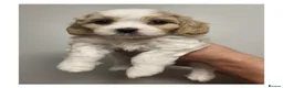 Mixed Breed dogs for sale: Beautiful Home-Reared Cavapoochon Puppies in Swansea - Advert 2