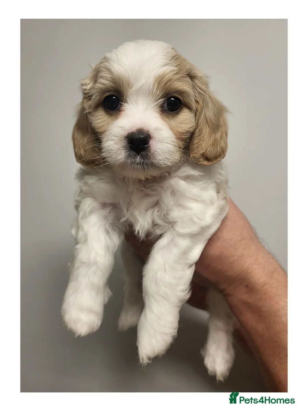 Mixed Breed dogs for sale: Beautiful Home-Reared Cavapoochon Puppies in Swansea - Advert 2