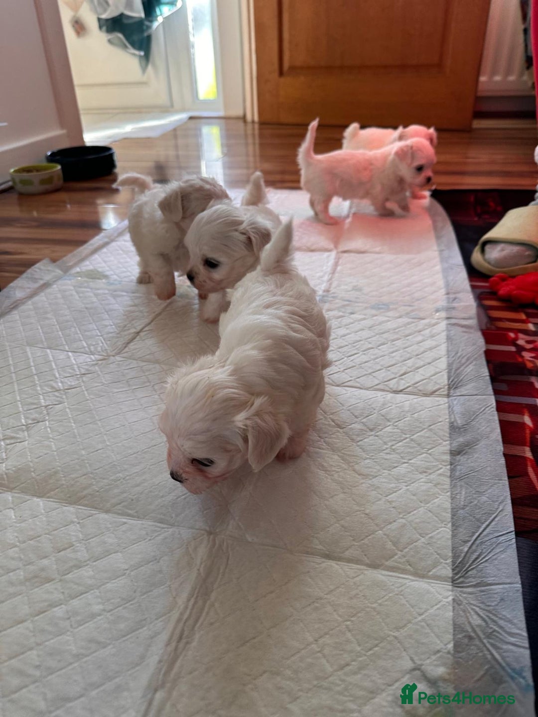Maltese dogs for sale:  Beautiful maltese - Advert 14