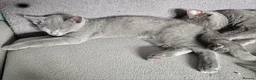 Russian Blue cats for sale: TICA Russian Blue  - Advert 14