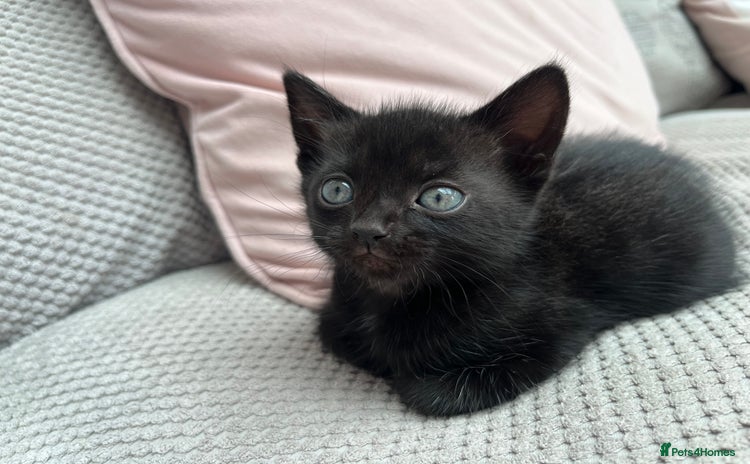 Mixed Breed cats - Advert 5